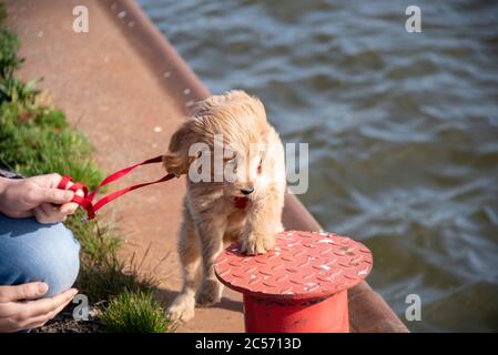 Ein Mini-Golddoodle, eine Mischung aus einem goldenen Retriever und einem Miniatur-Pudel, berührt vorsichtig einen Poller an einem Bootsanleger. Stockfoto