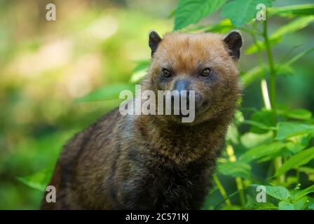 Bush Dog - Speophos venaticus, kleiner schüchterner Wildhund aus südamerikanischen Wäldern, Ecuador. Stockfoto