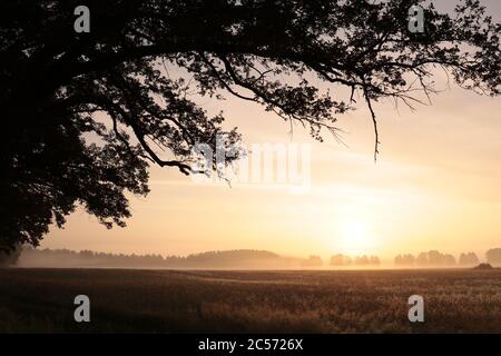 Eiche auf dem Hintergrund eines Getreidefeldes bei Sonnenaufgang Stockfoto
