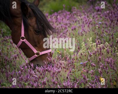 Seitenansicht der andalusischen Stute mit rosa Halfter auf Weide in einer Lavendelwiese. Stockfoto