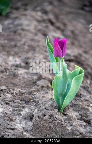 Lila Tulpe Stockfoto