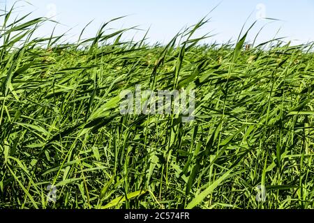 Das junge Schilf wächst in einem Sumpfgebiet aus nächster Nähe. Stockfoto