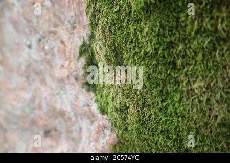 Moos auf einem Felsen, Finnland Stockfoto