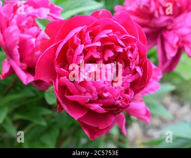 Pfingstrose oder Paeonia lactiflora. Name Adolphe Rousseau. Nahaufnahme einer großen roten Blume. Stockfoto