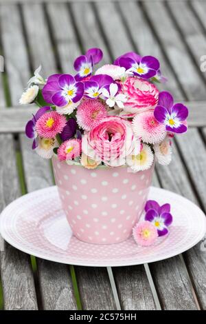 Bouquet von bellis perennis und Viola Blumen in rosa und lila in Tasse Stockfoto