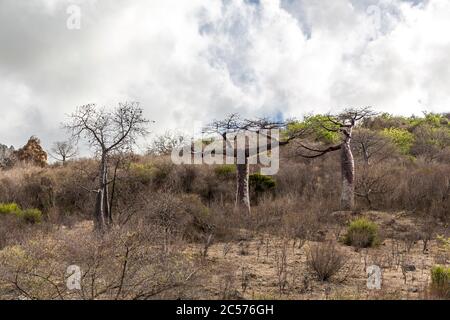 Baobab Bäume, Baie Andovobazaha Bay, Antsiranana, Diego Suarez, Madagaskar, Afrika, Indischer Ozean, Baobab Bäume (Adansonia) Stockfoto