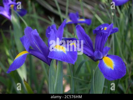 Iris. Nahaufnahme von zwei Blüten mit blauen und gelben Blütenblättern. Stockfoto