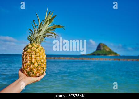 Ananas (Ananas comosus) in einer Hand am Strand, Kualoa Rock Beach, Kualoa Point, Mokoli'i Island, Kualoa Regional Park, Hawaiian Islands, Hawa Stockfoto
