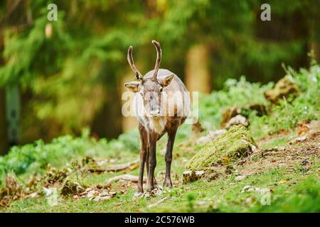 Rentier, Rangifer tarandus, volle Länge, frontal, stehend, Bayern, Deutschland Stockfoto