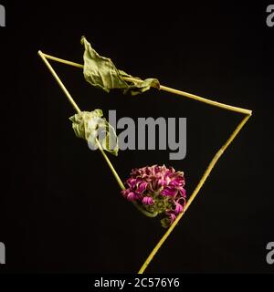 Gebrochener Stamm einer Zinnia Blume isoliert auf schwarzem Hintergrund Stockfoto