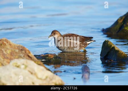 Moorhen (Gallinula chloropus), Weibchen im Wasser, Bayern, Deutschland Stockfoto