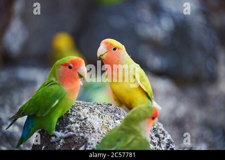 Pfirsichkopf (Agapornis fischeri), Papagei, Baum, seitwärts, sitzend, Hawaii, Aloha State, USA Stockfoto