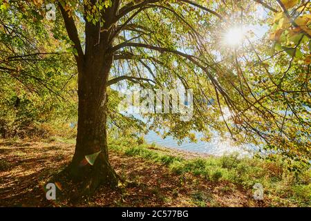 Lindenholz (Tilia) mit Herbstfarben und Sonnenstern, Musterbaum auf einem See, Franken, Bayern, Deutschland Stockfoto