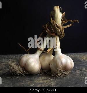 Frischer Knoblauch auf schwarzem Hintergrund Stockfoto