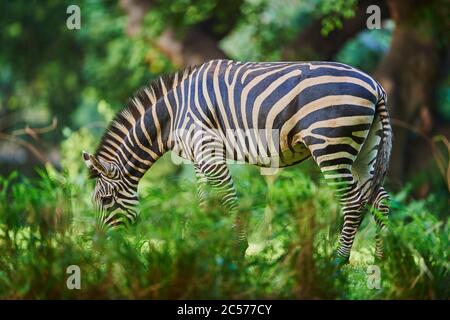 Steppenzebra (Equus quagga) in Savanne, Captive, Hawaii, USA Stockfoto