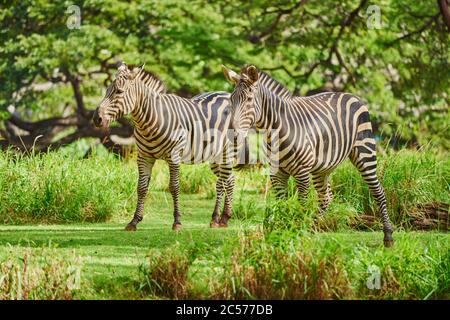 Steppenzebra (Equus quagga) in Savanne, Captive, Hawaii, USA Stockfoto