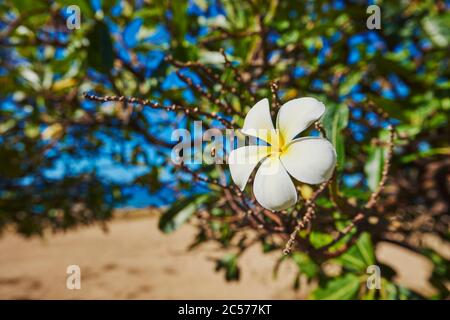 Gottespflanze, Frangipani (Plumeria), Hawaii, Aloha State, Vereinigte Staaten Stockfoto