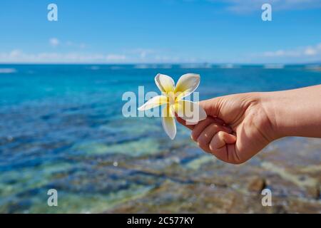 Gottespflanze, Frangipani (Plumeria), Hawaii, Aloha State, Vereinigte Staaten Stockfoto