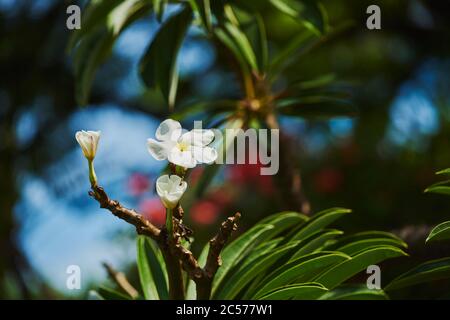 Gottespflanze, Frangipani (Plumeria), Hawaii, Aloha State, Vereinigte Staaten Stockfoto