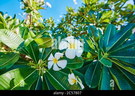 Gottespflanze, Frangipani (Plumeria), Hawaii, Aloha State, Vereinigte Staaten Stockfoto