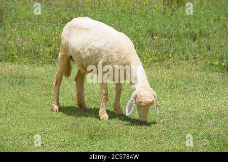 Die weißen Schafe essen Gras auf dem Bauernhof. Stockfoto