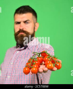 Landwirtschaft und Herbstkonzept. Mann mit Bart hält eine Handvoll roter Beeren isoliert auf grünem Hintergrund. Bauer mit strengem Gesicht zeigt ein Bündel roter Kirschtomaten. Guy hält selbst gewachsene Ernte Stockfoto