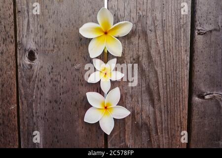 Gottespflanze, Frangipani (Plumeria), Hawaii, Aloha State, Vereinigte Staaten Stockfoto