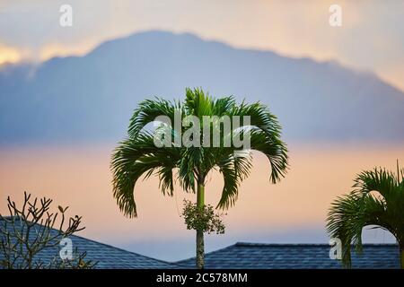 Betelnusspalme (Areca catechu), Stockfoto