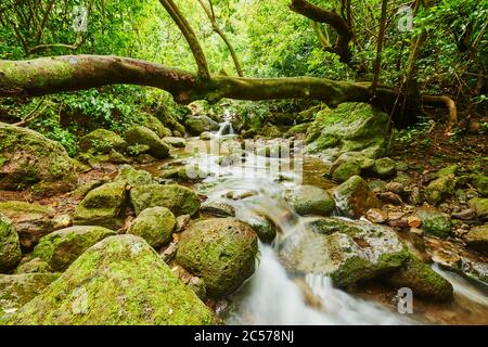 Lulumahu Falls im Honolulu Wasserscheide Waldreservat, Hawaiianische Insel Oahu, O'ahu, Hawaii, Aloha State, USA Stockfoto