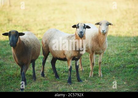 Kamerun Schafe (Ovis widder) stehen, Blick auf Kamera, frontal, stehend, Wiese, Bayern, Deutschland Stockfoto