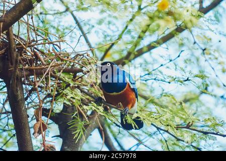 King Shine (Lamprotornis regius), Sitting Sideways, Hawaii, Aloha State, USA Stockfoto