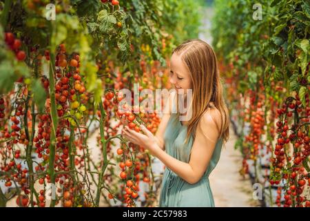 Frau und rote Kirschtomaten auf den Büschen Stockfoto