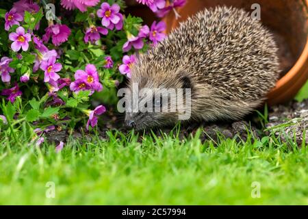 Igel (Wissenschaftlicher Name: Erinace Europaeus) Jugendlicher, wilder, europäischer Igel im Sommer, im Garten mit bunten Blumen und Pflanztopf auf Nahrungssuche Stockfoto