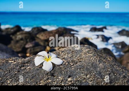 Gottespflanze, Frangipani (Plumeria), Hawaii, Aloha State, Vereinigte Staaten Stockfoto