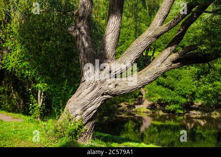 Alter Baum in der Nähe des Teiches an sonnigen Tagen Stockfoto