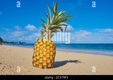 Ananas (Ananas comosus) am Strand, Kualoa Rock Beach, Kualoa Point, Mokoli'i Island, Kualoa Regional Park, Hawaiian Islands, Hawaii, Aloha State Stockfoto