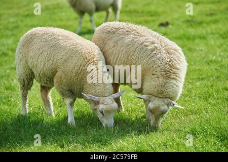 Merino Schafe (Ovis widder), Wiese, Seite, stehend, Nordsee, Ostfriesland, Sachsen, Deutschland, Europa Stockfoto