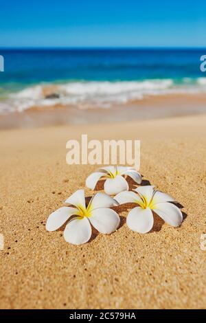 Gottespflanze, Frangipani (Plumeria), Hawaii, Aloha State, Vereinigte Staaten Stockfoto