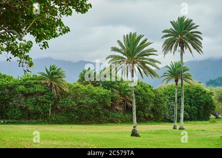 Kokospalmen oder Kokospalmen (Cocos nucifera), Kahaluu Regional Park, Hawaii, USA Stockfoto