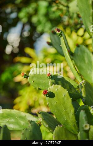 Kaktus, Opuntia cochenillifera, wächst, Blumen, blüht, Hawaii, Aloha State, Vereinigte Staaten Stockfoto