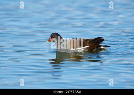 Moorhen (Gallinula chloropus), Weibchen im Wasser, Bayern, Deutschland Stockfoto