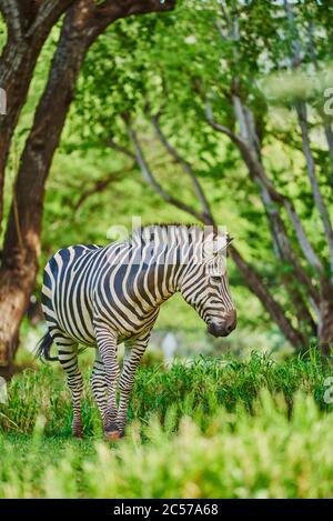 Steppenzebra (Equus quagga) in Savanne, Captive, Hawaii, USA Stockfoto