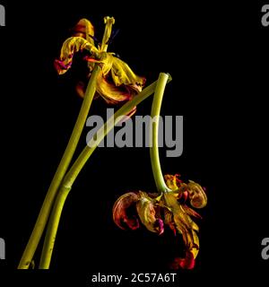 Verblasste rote Tulpe, Studioaufnahme verblasste rote Tulpe, Studioaufnahme Stockfoto