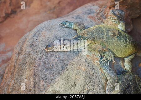 Nilwaran (Varanus niloticus), seitlich stehend, Hawaii-Insel Oahu, Hawaii, Aloha State, USA Stockfoto