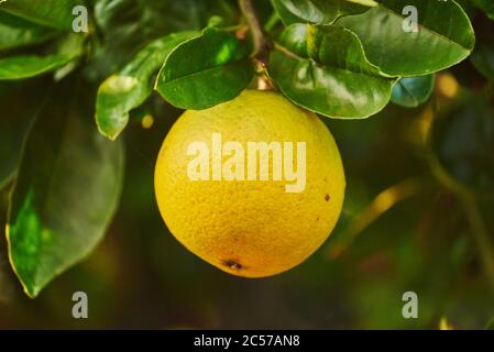 Grapefruit (Citrus x paradisi), Früchte hängen an einem Baum, Hawaii, Aloha State, USA Stockfoto