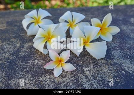 Gottespflanze, Frangipani (Plumeria), Hawaii, Aloha State, Vereinigte Staaten Stockfoto