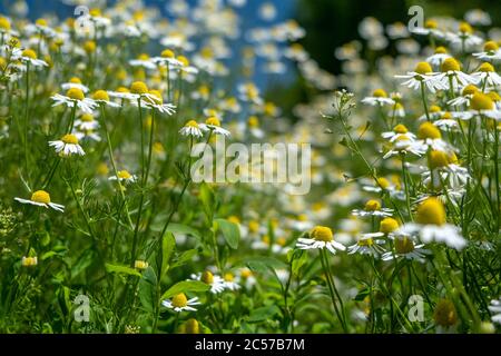 Kamillenblumen Feld breiten Hintergrund in Sonnenlicht. Sommergänseblümchen. Schöne blühende medizinische Kamillen. Stockfoto