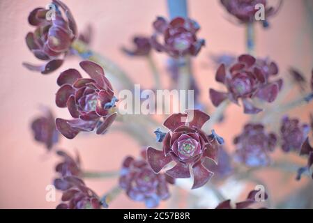 Selektive Fokusaufnahme des Aeonium arboreum Stockfoto