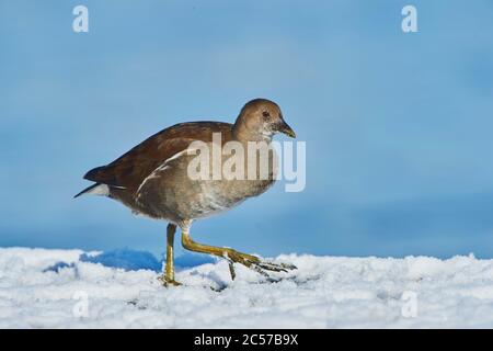 Moorhen (Gallinula chloropus), weibliche Spaziergänge im Schnee, Bayern, Deutschland Stockfoto