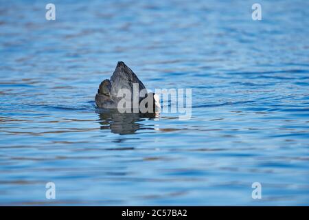 Eurasischer Ruß (Fulica atra) beim Seitwärtsschwimmen, Franken, Bayern, Deutschland Stockfoto